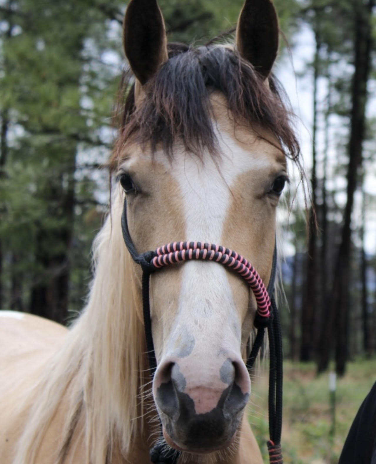 Hollywood, a buckskin horse with a blonde mane, wearing a pink and black rope halter at Kinship Equine Therapy