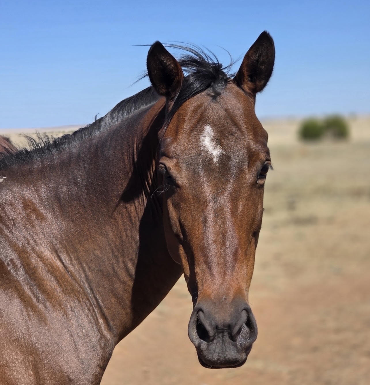 Blacky, a chestnut horse with a white star, standing calmly in a forested New Mexico pasture
