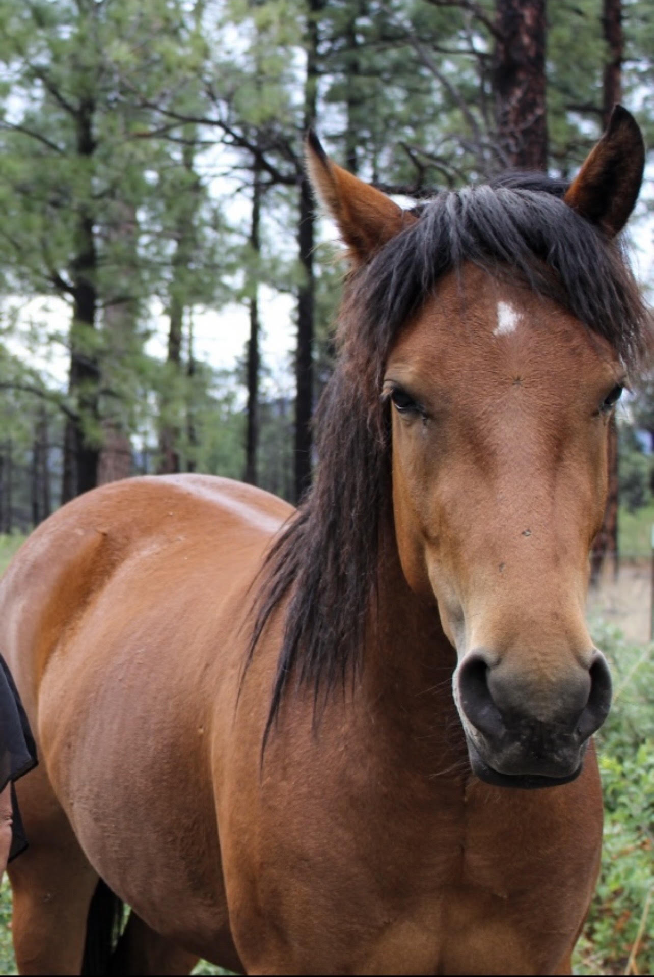 Exodus, a chestnut mare with a black mane and a white star, standing in a New Mexico pasture