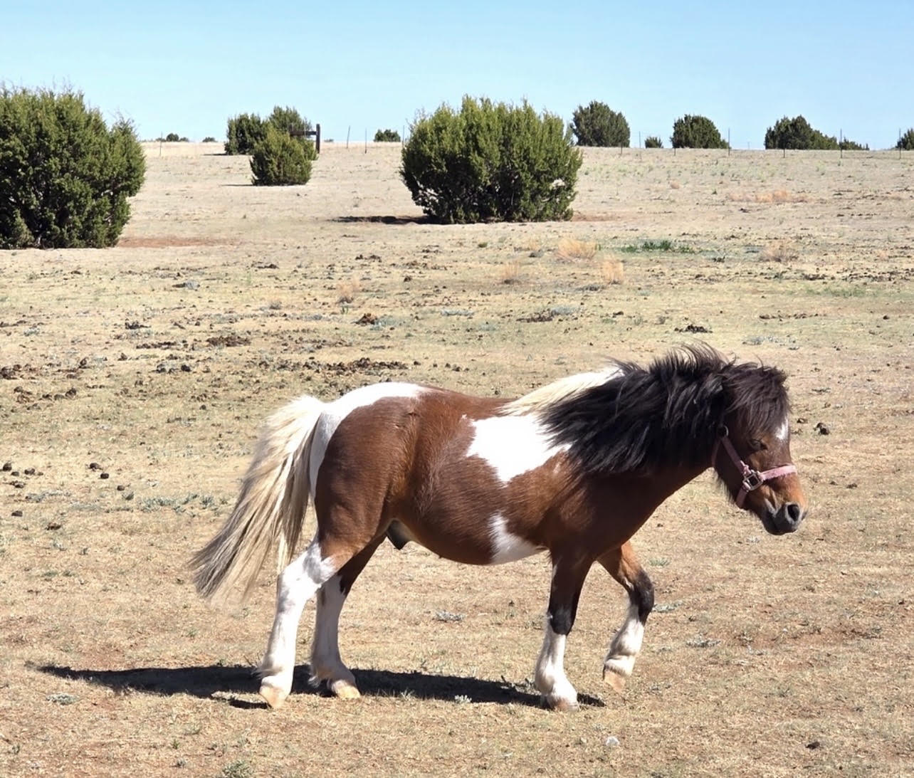 Chicken Little, a brown and white Shetland pony, walking in a sunny New Mexico pasture